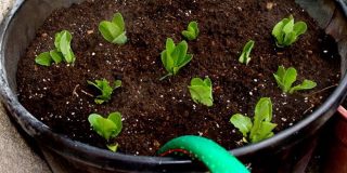 Αυτοποτιζόμενη γλάστρα. Αυτόματο πότισμα φυτών και λουλουδιών