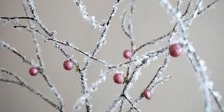 Χριστουγεννιάτικο δέντρο, κλαδιά με χιόνι. Snowy branches - Video