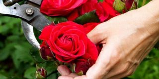 Τριανταφυλλιά. Πως θα την κλαδέψετε εύκολα σε 5 λεπτά (Video How To)