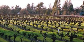 Αμπελώνας - αγροτεμάχιο με αμπέλια κλαδεμένα από αγρότες