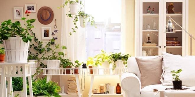 Φυτά εσωτερικού χώρου που καθαρίζουν την ατμόσφαιρα στο σπίτι (video)