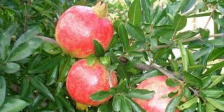 Καρπός από ρόδια σε δέντρο ροδιάς - Καλλιέργεια της ροδιάς