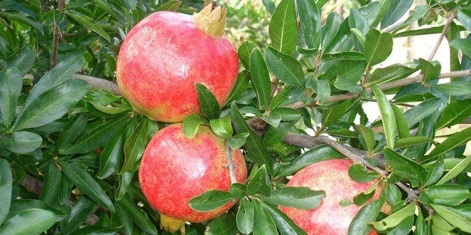 Καρπός από ρόδια σε δέντρο ροδιάς - Καλλιέργεια της ροδιάς