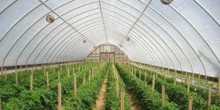 Κατασκευασμένο θερμοκήπιο, φυτεμένο με σειρές από φυτά - Building a Greenhouse (Video)