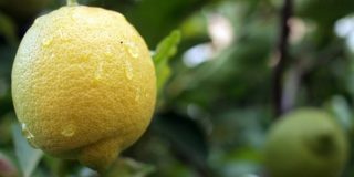 Λεμόνι κίτρινο πάνω στην κλαδεμένη λεμονιά