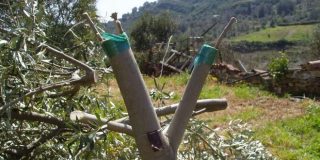 Διαδικασία κλαδέματος και μπολιάσματος μία ελιάς (μουρέλο) σε χωράφι με ελιές