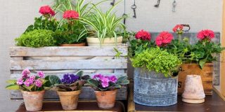 Πως να διαλέξετε γλάστρες για το σπίτι (Video)