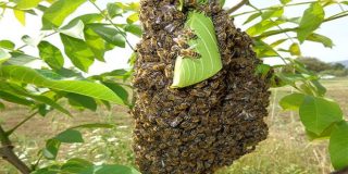 Αφεσμός - σμηνουργία από Μέλισσες πάνω σε καταπράσινο δέντρο