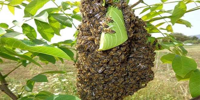 Μέλισσες, πως να πιάσετε ένα αφεσμό (σμηνουργία) μελισσών Αφεσμός - σμηνουργία από Μέλισσες πάνω σε καταπράσινο δέντρο