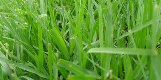 Λεκές από γρασίδι. Πως βγαίνουν οι λεκέδες από γκαζόν.