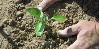 Φύτεμα φυτού στο χώμα από χέρια αγρότη κατά τις αγροτικές εργασίες