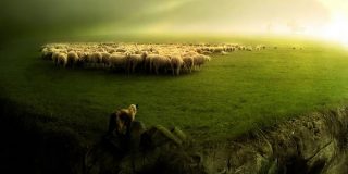 Κοπάδι από πρόβατα σε πράσινο λιβάδι ● Τι διαφορά έχει το αρνί από το κατσίκι;