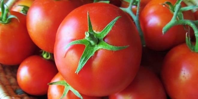 Ντομάτες καλλιέργεια στο σπίτι (βεράντα, μπαλκόνι και κήπος)