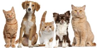 Μια παρέα από σκύλους και γάτες ποζάρουν στον φακό - Σπιτικό σπρέι για ψύλλους, σκνίπες και τσιμπούρια στα ζώα