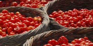 Ντοματάκι Σαντορίνης, το «χρυσόμηλον», η «κόκκινη βασίλισσα» της Μεσογείου