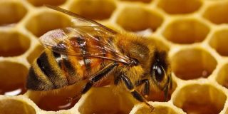 Μέλισσα στην κυψέλη της για την παραγωγή μελιού που είναι το αντίδοτο και στην παχυσαρκία