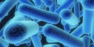 Βακτήρια Legionella σε μπλέ φόντο που αφορούν την νόσο των Λεγεωνάριων ή νόσο των κλιματιστικών (μορφή πνευμονίας)