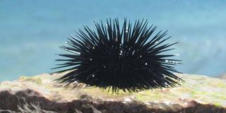 Αχινός στην θάλασσα - παραλία με μαύρα αγκάθια ... που εάν τον πατήσετε πρέπει να ξέρετε τι να κάνετε