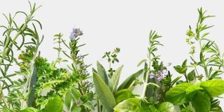 Τα βότανα που βοηθούν στην πίεση αίματος και σε υπέρταση