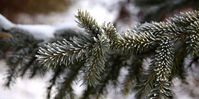 Χιονισμένο κλαδί από έλατο (Ερυθρελάτη - Picea Abies) που το συναντάμε σε μεγάλα υψόμετρα - Δέντρο των Χριστουγέννων