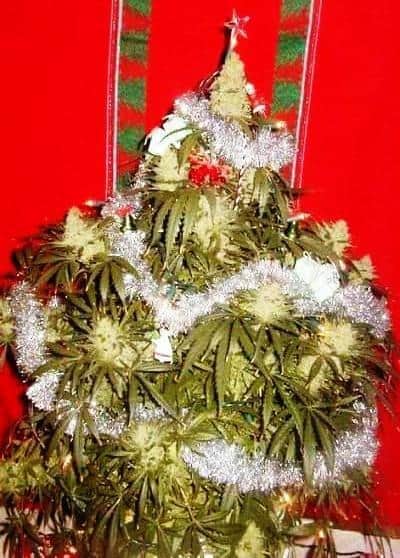 6 Ιδέες για παράξενο στόλισμα Χριστουγεννιάτικου δέντρου