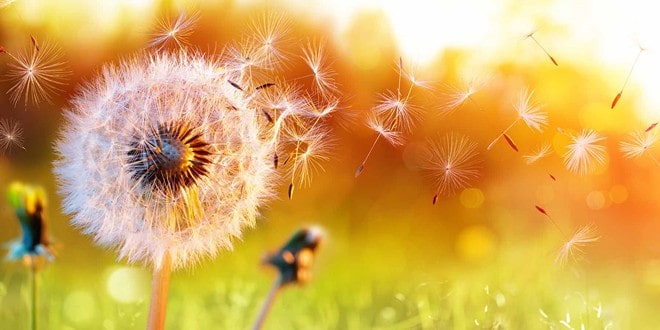 Λιβάδι από φυτά και λουλούδια γεμάτα γύρη ● Επίπεδα γύρης, πρόγνωση και προστασία από αλλεργίες