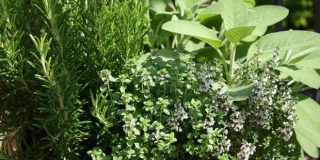 18 Θεραπευτικά βότανα για γρίπη, πυρετό, βήχα : Φασκόμηλo, λεβάντα, βαλεριάνα, ευκάλυπτος, θυμάρι, γλυκάνισος, μέντα, δυόσμος