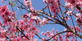 Κλαδιά του δέντρου της αμυγδαλιάς ● Αγροτικές εργασίες - Κλάδεμα, λίπανση, σπορά