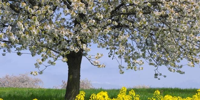 Ανθισμένο δέντρο αμυγδαλιάς σε χωράφι μας υπενθυμίζει το «Ο μύθος της αμυγδαλιάς και της άνοιξης»