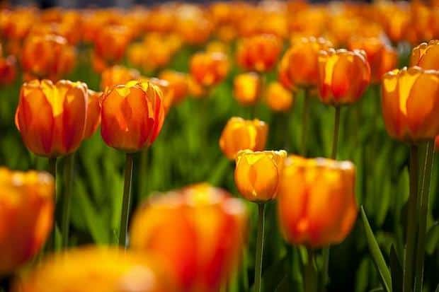 No 1 Spring Flower Picture