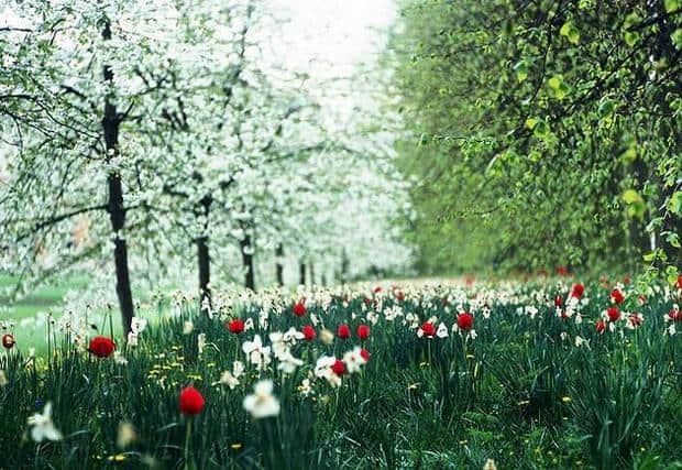 spring-flowers-pictures-11