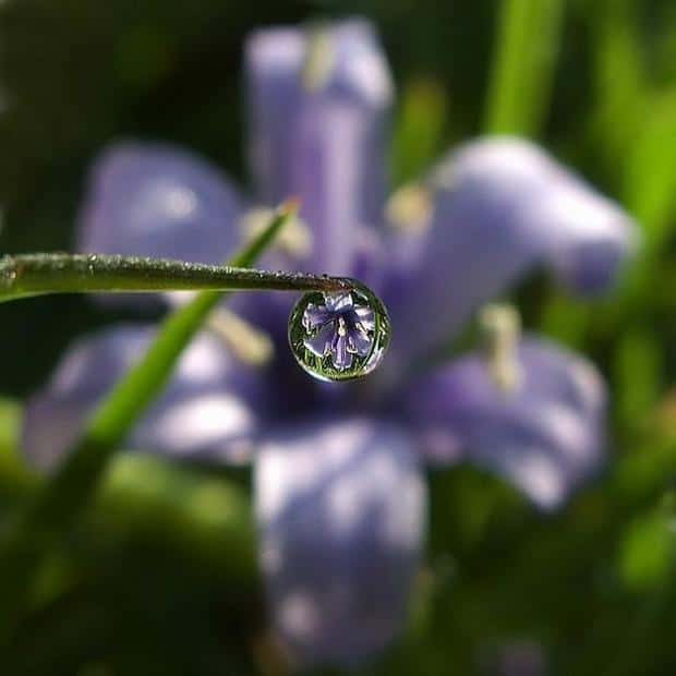 spring-flowers-pictures-12
