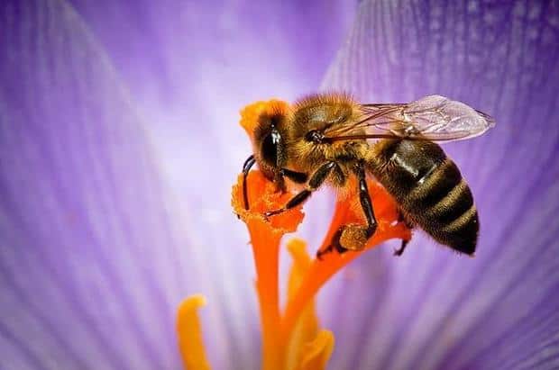 Bzzzzz