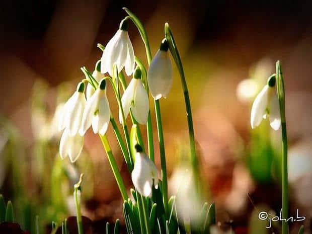 spring-flowers-pictures-14