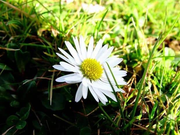spring-flowers-pictures-16