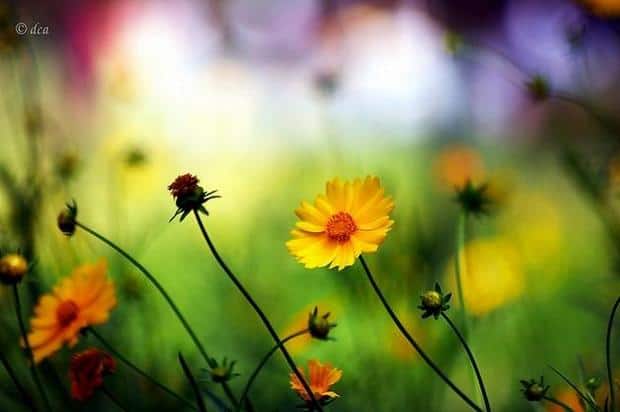 spring-flowers-pictures-17