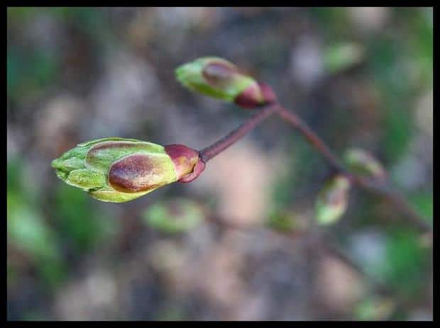 spring-flowers-pictures-18