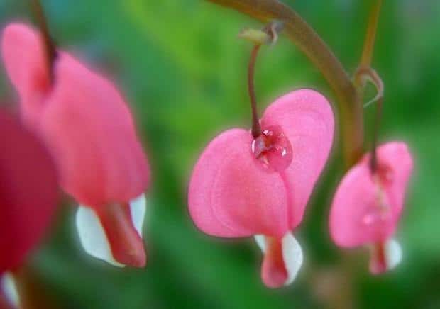 spring-flowers-pictures-19