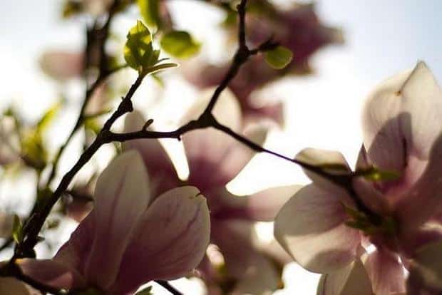 No 2 Spring Flower Picture