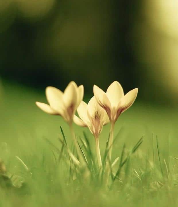 spring-flowers-pictures-20