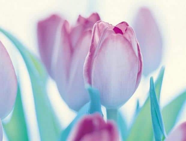 spring-flowers-pictures-21