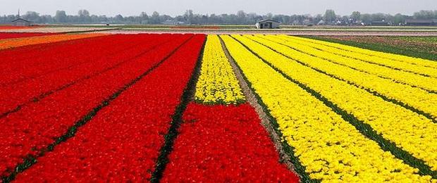 spring-flowers-pictures-22