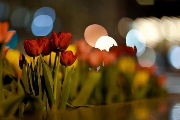Spring Night