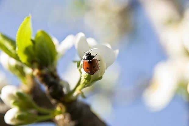 spring-flowers-pictures-27