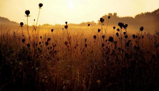 spring-flowers-pictures-28