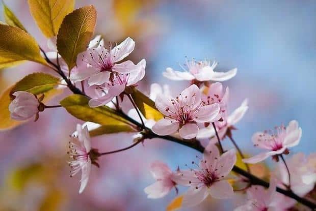 No 3 Spring Flower Picture