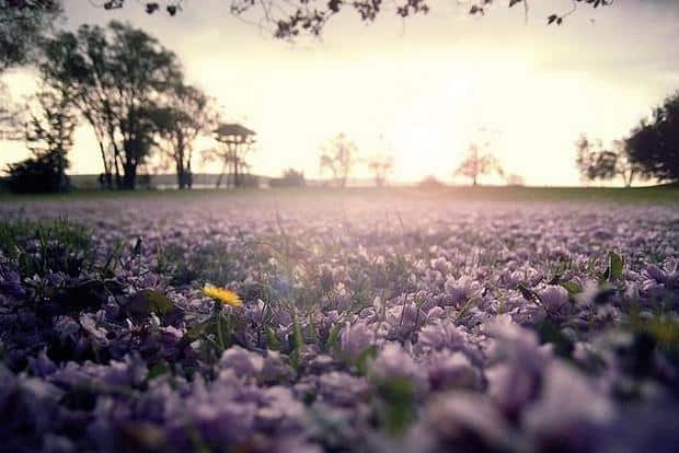 No 4 Spring Flower Picture