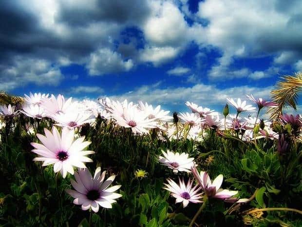 No 5 Spring Flower Picture