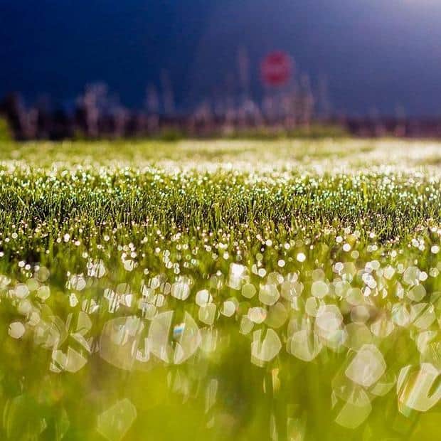 No 6 Spring Flower Picture