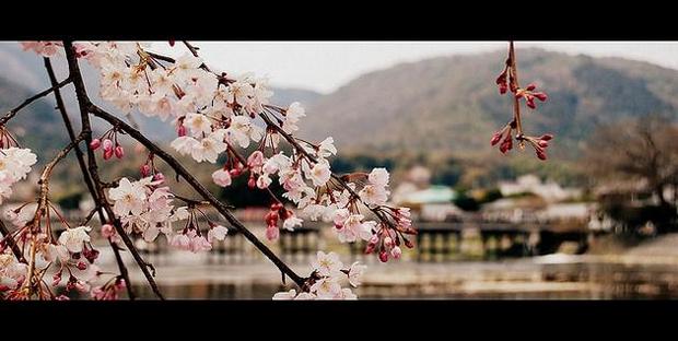 No 7 Spring Flower Picture